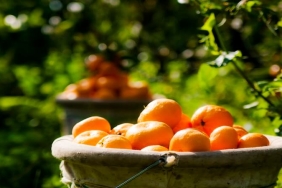 Ege Bölgesi Narenciye Rekoltesinde Sert Düşüş: Üretim Yüzde 34 Azaldı