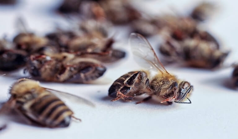Pestisit Tehlikesi: Arıların Yok Oluşu Gıda Zincirini Çökertiyor!
